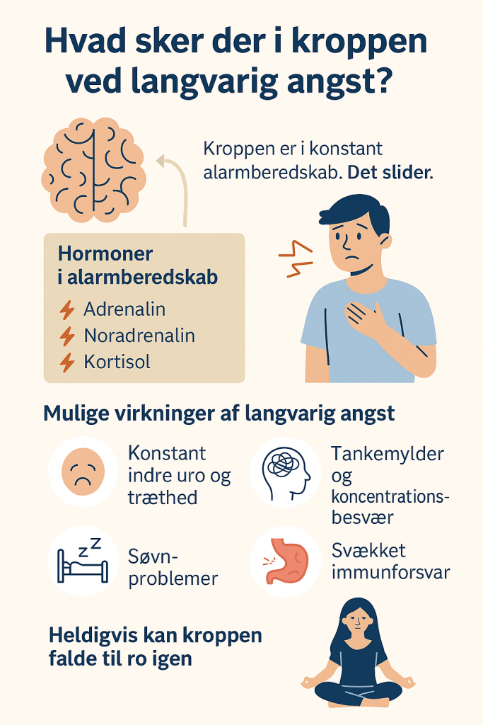 Infografik i flad stil med titlen 'Hvad sker der i kroppen ved langvarig angst?'. Viser fem trin: 1) Hjernen opfatter fare, 2) Kroppen udløser stresshormoner som adrenalin og kortisol, 3) Pulsen og årvågenheden stiger, 4) Langvarig påvirkning kan føre til træthed, søvnproblemer og nedsat immunforsvar, 5) Ro og balance kan genopbygges gennem behandling.
